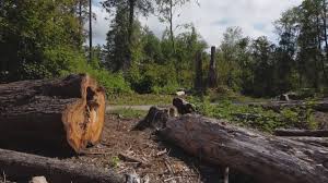  Saddlebrooke, AZ Tree Care Pros