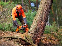 Best Lawn Maintenance Plans  in Saddlebrooke, AZ