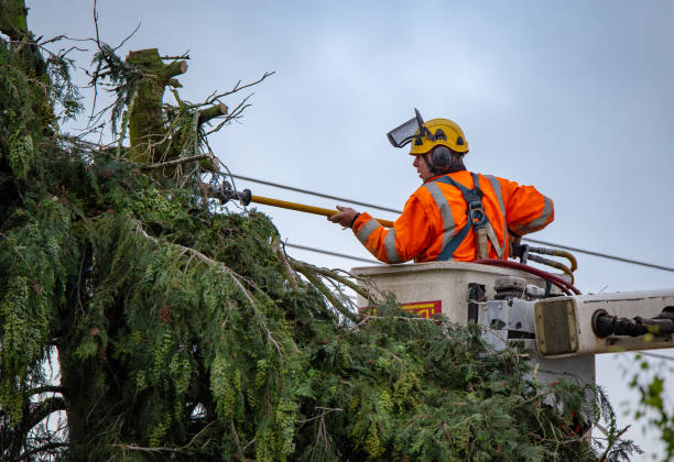 Best Tree Risk Assessment  in Saddlebrooke, AZ