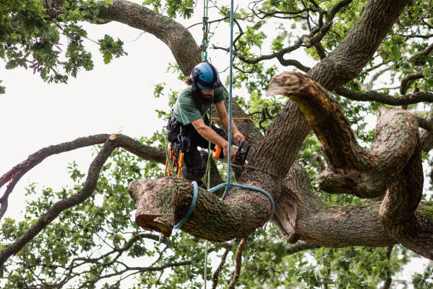 Best Tree Cabling and Bracing  in Saddlebrooke, AZ