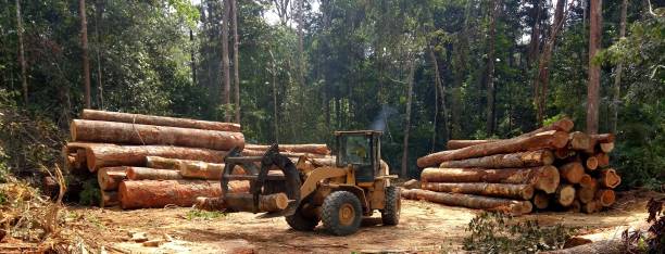 Best Tree Risk Assessment  in Saddlebrooke, AZ