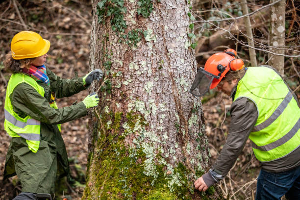 Best Tree Health Inspection  in Saddlebrooke, AZ