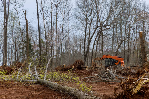 Best Tree and Shrub Care  in Saddlebrooke, AZ
