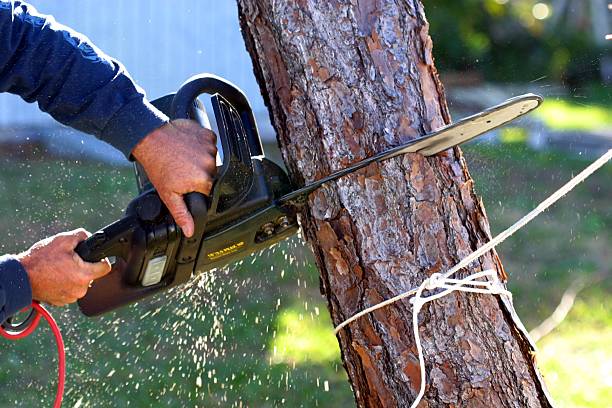 Mulching Services in Saddlebrooke, AZ