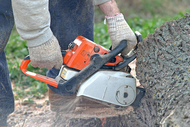 Best Mulching Services  in Saddlebrooke, AZ
