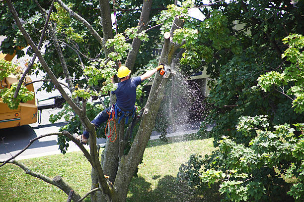 Best Lawn Disease Treatment  in Saddlebrooke, AZ
