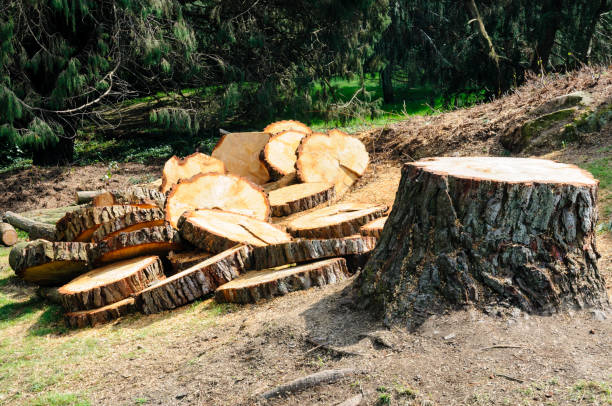 Best Commercial Tree Services  in Saddlebrooke, AZ